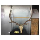 6x7 Bull Elk Skinned Skull 6x7 Bull Elk Skinned Skull