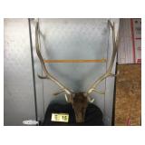 6x6 Bull Elk Mount 6x6 Bull Elk Mount