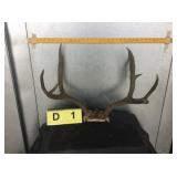 4x5 Mule Deer Buck Skull Cap 4x5 Mule Deer Buck Skull Cap