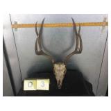 4x4 Mule Deer Buck Skinned Skull 4x4 Mule Deer Buck Skinned Skull