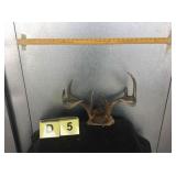 8pt Whitetailed Buck Skull Cap 8pt Whitetailed Buck Skull Cap