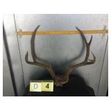 2x4 Mule Deer Buck Skull Cap 2x4 Mule Deer Buck Skull Cap