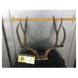 4x4 Mule Deer Buck Skull Cap 4x4 Mule Deer Buck Skull Cap