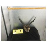 Pronhorn Horns Pronhorn Horns