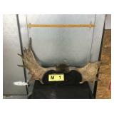 Moose Antler Skull Cap Moose Antler Skull Cap