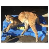 Whole Lion (Frozen) Whole Lion (Frozen)