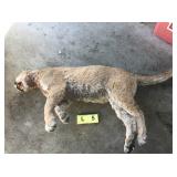 Whole Lion (Frozen) Whole Lion (Frozen)