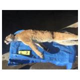 Whole Lion (Frozen) Whole Lion (Frozen)