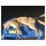 Whole Lion (Frozen) Whole Lion (Frozen)