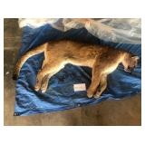 Skinned Lion (Frozen) (Photo is of Whole Lion) Skinned Lion (Frozen) (Photo is of Whole Lion)