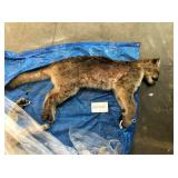 Skinned Lion (Frozen) (Photo is of Whole Lion) Skinned Lion (Frozen) (Photo is of Whole Lion)