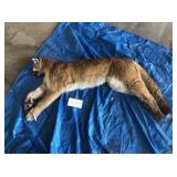 Skinned Lion (Frozen) (Photo is of Whole Lion) Skinned Lion (Frozen) (Photo is of Whole Lion)