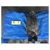 Beaver Whole (Frozen) Beaver Whole (Frozen)