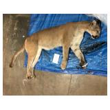 Skinned Lion (Frozen) (Photo is of Whole Lion) Skinned Lion (Frozen) (Photo is of Whole Lion)