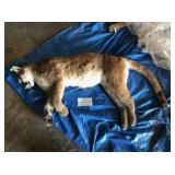 Skinned Lion (Frozen) (Photo is of Whole Lion) Skinned Lion (Frozen) (Photo is of Whole Lion)