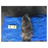 Beaver Whole (Frozen) Beaver Whole (Frozen)