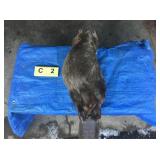 Beaver Whole (Frozen) Beaver Whole (Frozen)