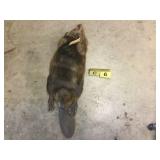 Beaver Whole (Frozen) Beaver Whole (Frozen)