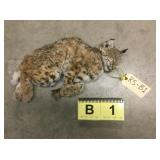 Small Bobcat Whole (Frozen) Small Bobcat Whole (Frozen)