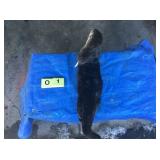 Otter Whole (Frozen) Otter Whole (Frozen)