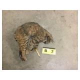 Whole Bobcat Adult (Frozen) Whole Bobcat Adult (Frozen)