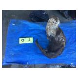 Otter Whole (Frozen) Otter Whole (Frozen)