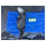 Otter Whole (Frozen) Otter Whole (Frozen)