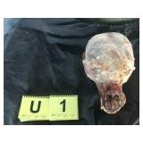 Skinned Bear Skull Skinned Bear Skull