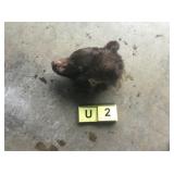 Bear Skull Hide on Bear Skull Hide on