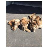 3 Lions, Skulls Hides, & Paws. 3 Lions, Skulls Hides, & Paws.