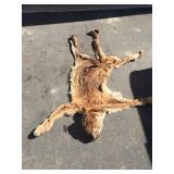 Lion Skull, Hide, & Paws Lion Skull, Hide, & Paws