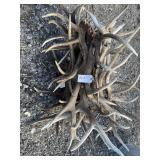 Elk Antler Bundle 85.5lbs Elk Antler Bundle 85.5lbs