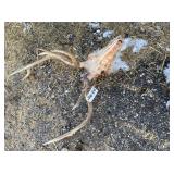 Skinned Skull and Antlers (6x5) 15.5lbs Skinned Skull and Antlers (6x5) 15.5lbs