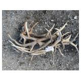 Elk Antler Bundle 43.2lbs Elk Antler Bundle 43.2lbs
