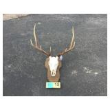 Rag Horn Elk Euro Mount on Wood Plaque Rag Horn Elk Euro Mount on Wood Plaque
