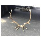 6x6 Elk on Skull Plate 6x6 Elk on Skull Plate