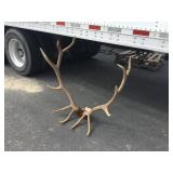 6x6 Elk on Skull Plate 6x6 Elk on Skull Plate