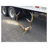 6x6 Elk on Skull Plate 6x6 Elk on Skull Plate