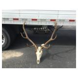 6x6 Elk on Skull Plate 6x6 Elk on Skull Plate