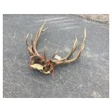 2) Small Elk Rack Bundles 6 lbs. 2) Small Elk Rack Bundles 6 lbs.