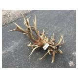 Bundle Elk Antlers 40 lbs. Bundle Elk Antlers 40 lbs.