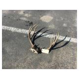 4x5 Mule Deer Skull Cap 4x5 Mule Deer Skull Cap