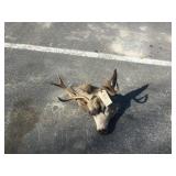 Non Typical Mule Deer Head Non Typical Mule Deer Head