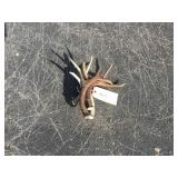 5) Small Mule Deer Antlers Bundle 2 lbs. 5) Small Mule Deer Antlers Bundle 2 lbs.
