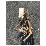 White Tail Deer Antlers Bundle 3 lbs. White Tail Deer Antlers Bundle 3 lbs.