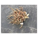 Bundle Deer Antlers 22 lbs. Bundle Deer Antlers 22 lbs.