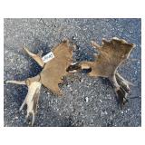 Two Skull Caps Moose Racks 19.5lbs Two Skull Caps Moose Racks 19.5lbs