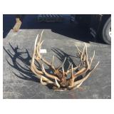 3) 6x6 Elk Bundle 45 lbs. 3) 6x6 Elk Bundle 45 lbs.