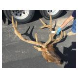 6x6 Velvet Elk Bull and Head 6x6 Velvet Elk Bull and Head