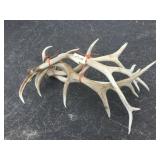 Bundle Elk Antlers 33 lbs. Bundle Elk Antlers 33 lbs.